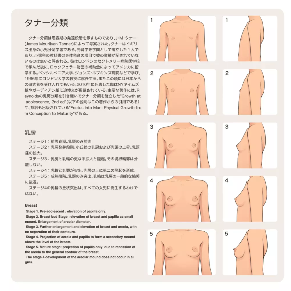 少女発育年次の傾向と展望 - page4