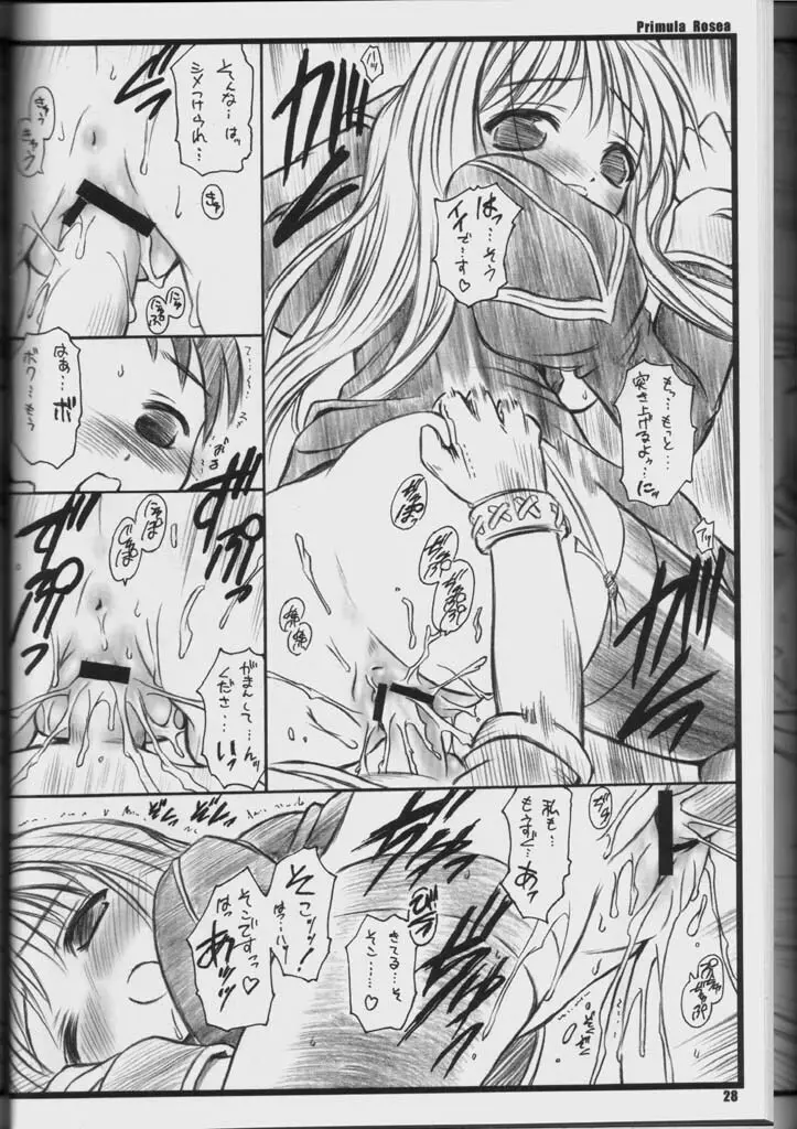 PRIMULA Rosea - page27
